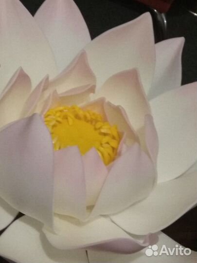 Лотосы для фотосессий на воде