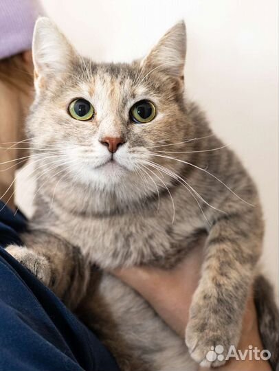 Кошка бесплатно