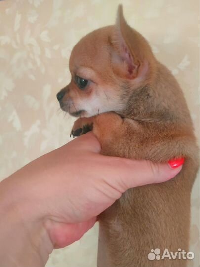 Щенки чихуахуа