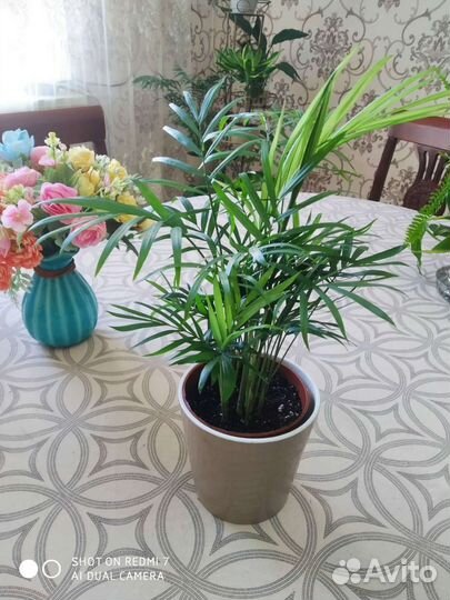 Маранта сциндапсус