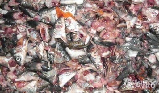 Рыбные отходы