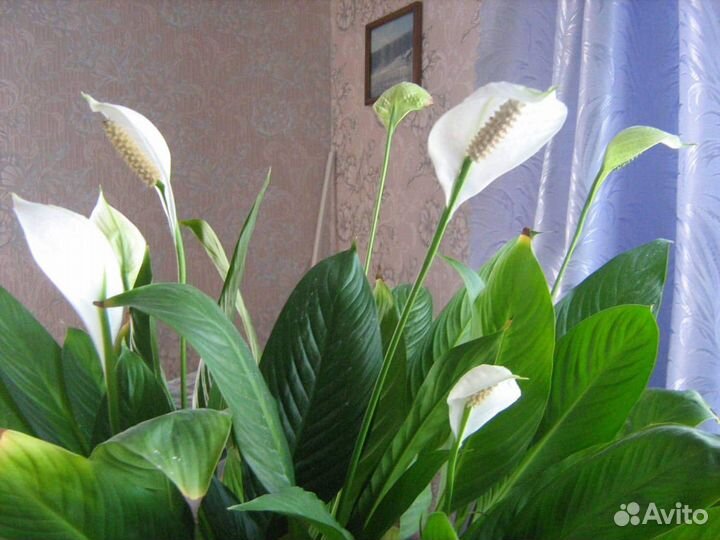 Комнатные цветы