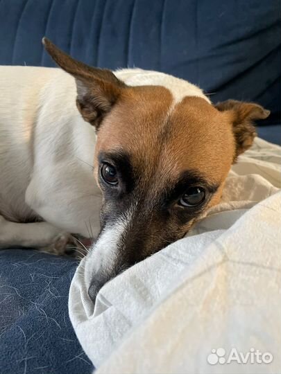 Кинолог, воспитание собак, помощь, зоопсихолог