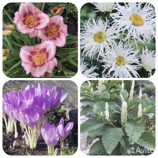 Многолетние цветы и др