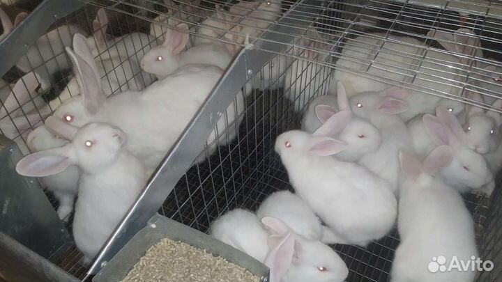 Белый паннон