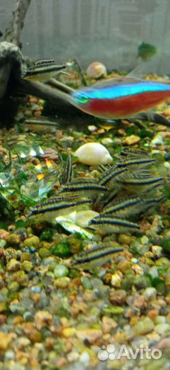Рыбки. Попугайчик-Пельвикахромис пульхер