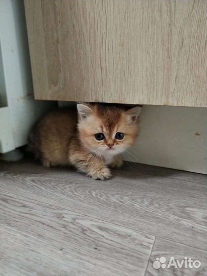 Британские котятки