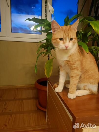 Кот стерильный