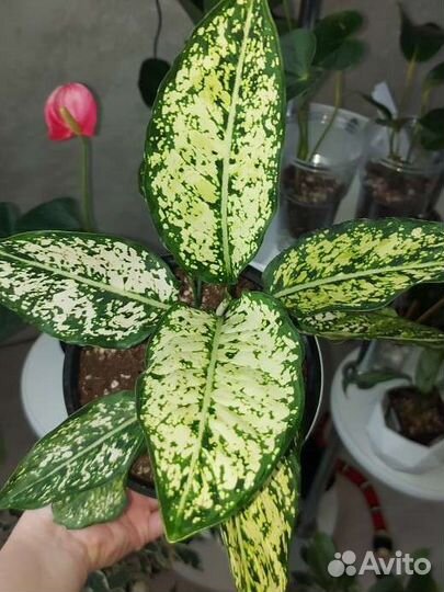 Аглаонема Вайт Киви