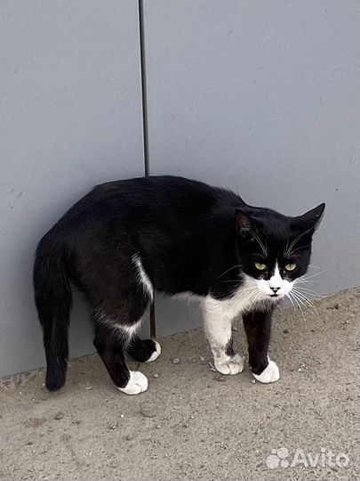 Кошечка в добрые руки