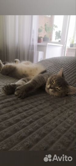 Котёнок