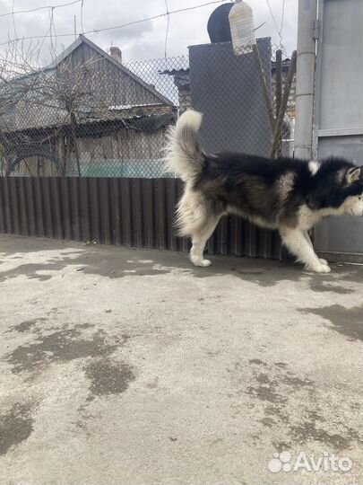 Сибирский хаски