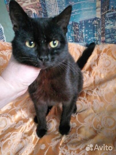 Котёнок Коржик очень ласковый и мурчалочка