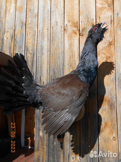 Чучело лисы