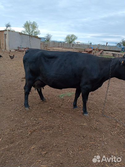 Корова молочная