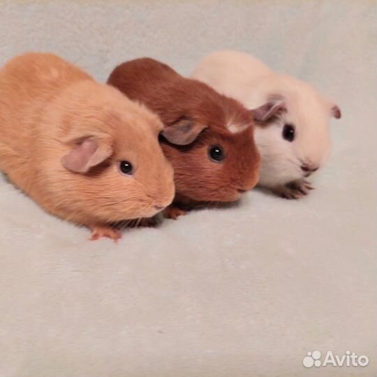 Морская свинки мальчики