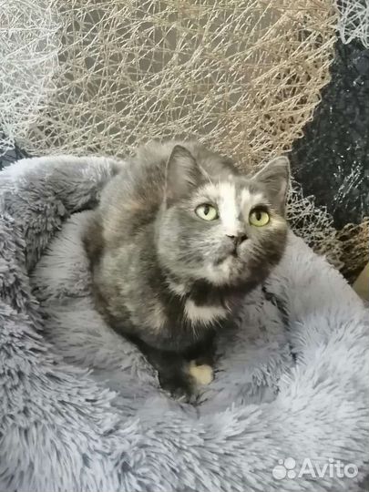 Котенок девочка трехцветочка