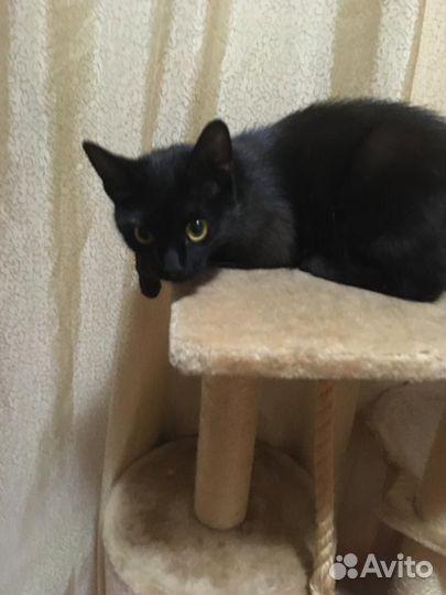 Котенок девочка ищет дом