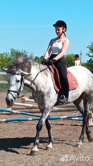 Берейтор коновод