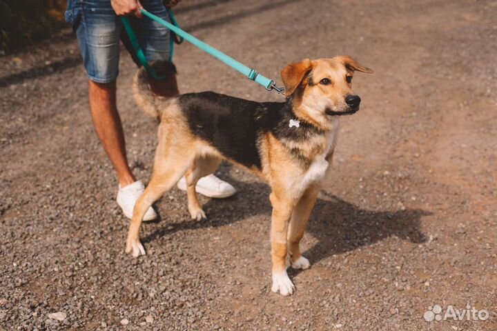 Выброшенный на помойку щенок ищет семью