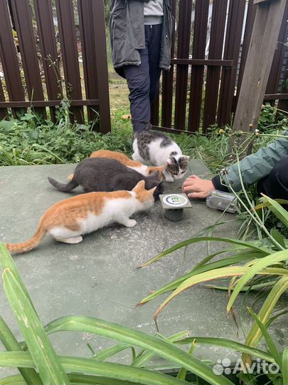 Котята в добрые руки