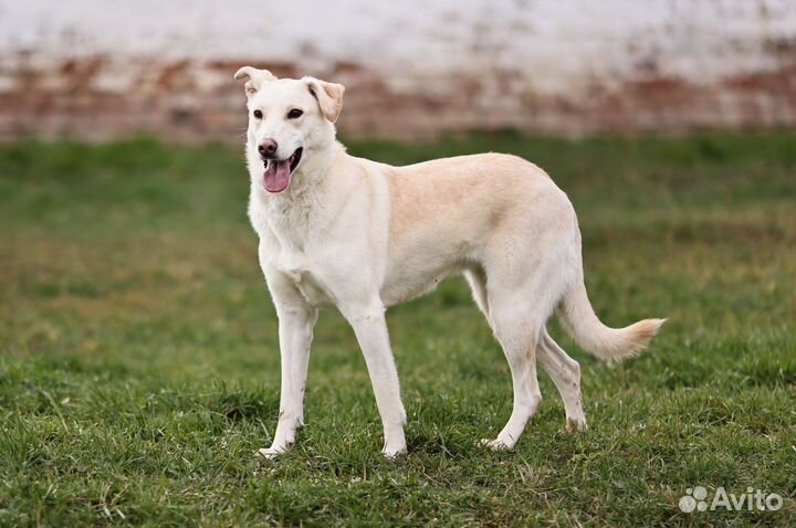 Метис лайки и лабрадора в дар