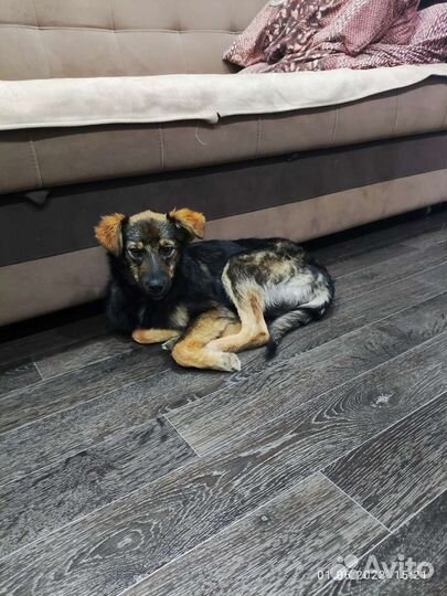 Собака в добрые руки