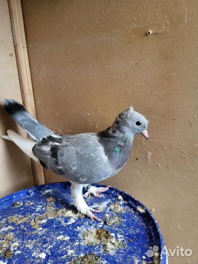 Голуби турецкие такла