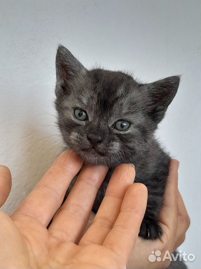 Шотландская