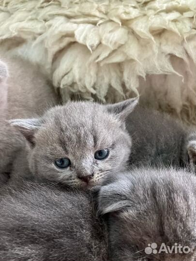 Шотландская вислоухая