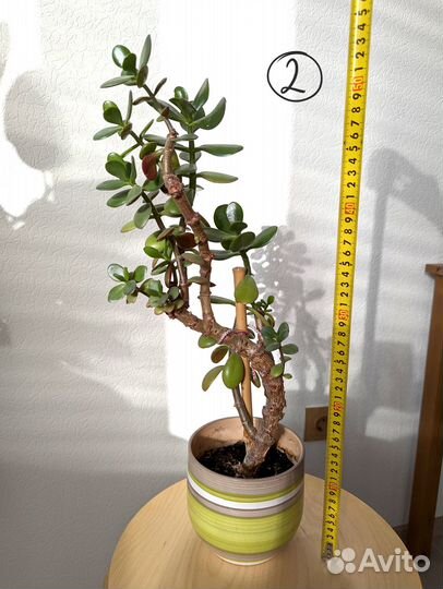 Крассула / толстянка