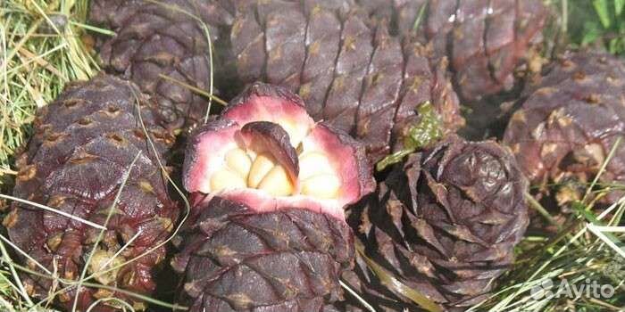 Шишка кедровая(вареная )