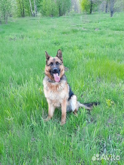 Собака для вязки