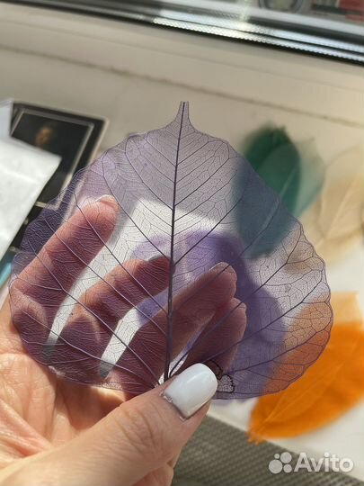 Скелетированные листья