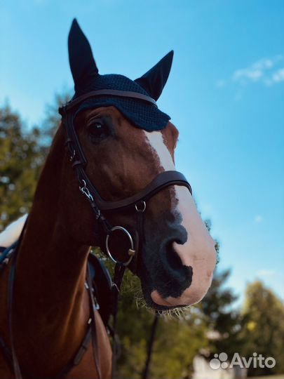 Обучение верховой езде