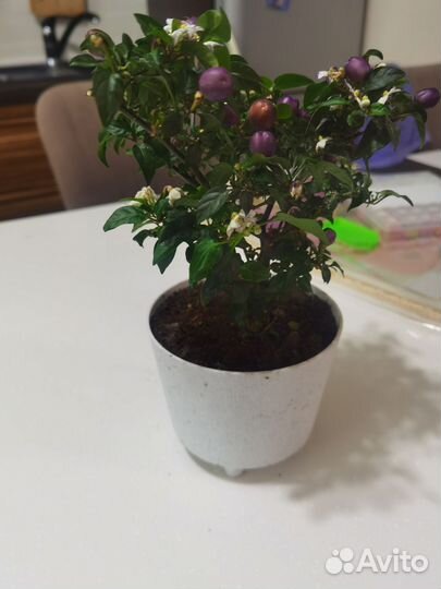 Перец декоративный острый комнатный