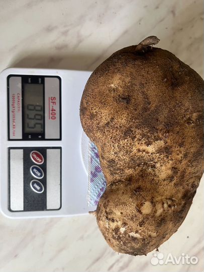 Семенной картофель Сынок