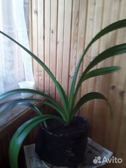 Гиппеаструм