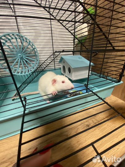 Крысенок с клеткой