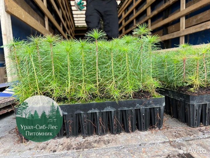 Сеянцы зкс Сосна Ель Лиственница окс Голуб Горн