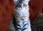 Чистокровный сибирский котенок, кошка. Продажа