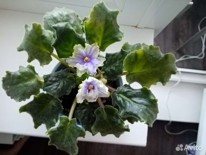 Сортовые фиалки