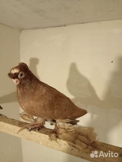 Голуби узбекские