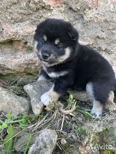 Собаки Сиба ину щенки