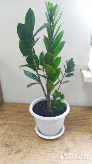 Замиокулькас