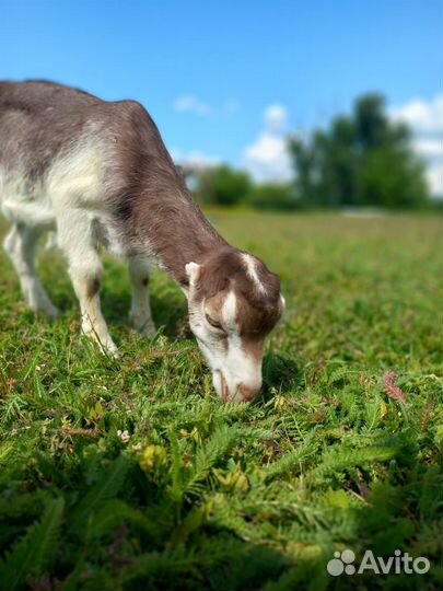 Козлята ламанча,бараны
