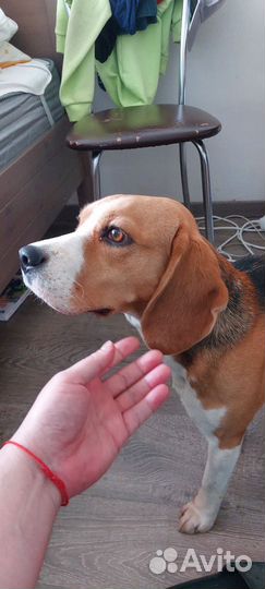 Бигль вязка