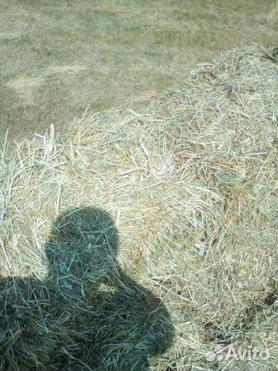 Сено луговое в тюках