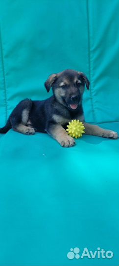 Щеночки в добрые руки