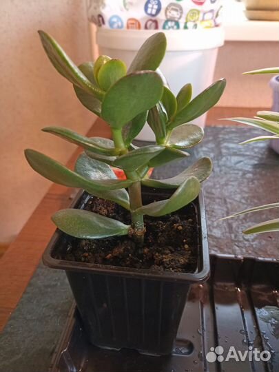 Комнатные растения цветы